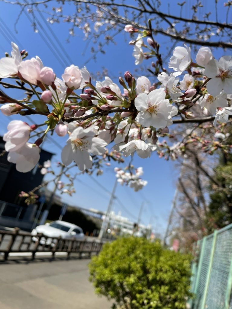 桜の花アップ